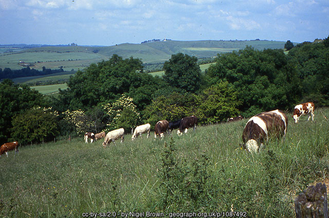 Chalk downland on Morgan’s Hill